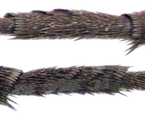 Réf. 363 568 : Mordellistena pumila
